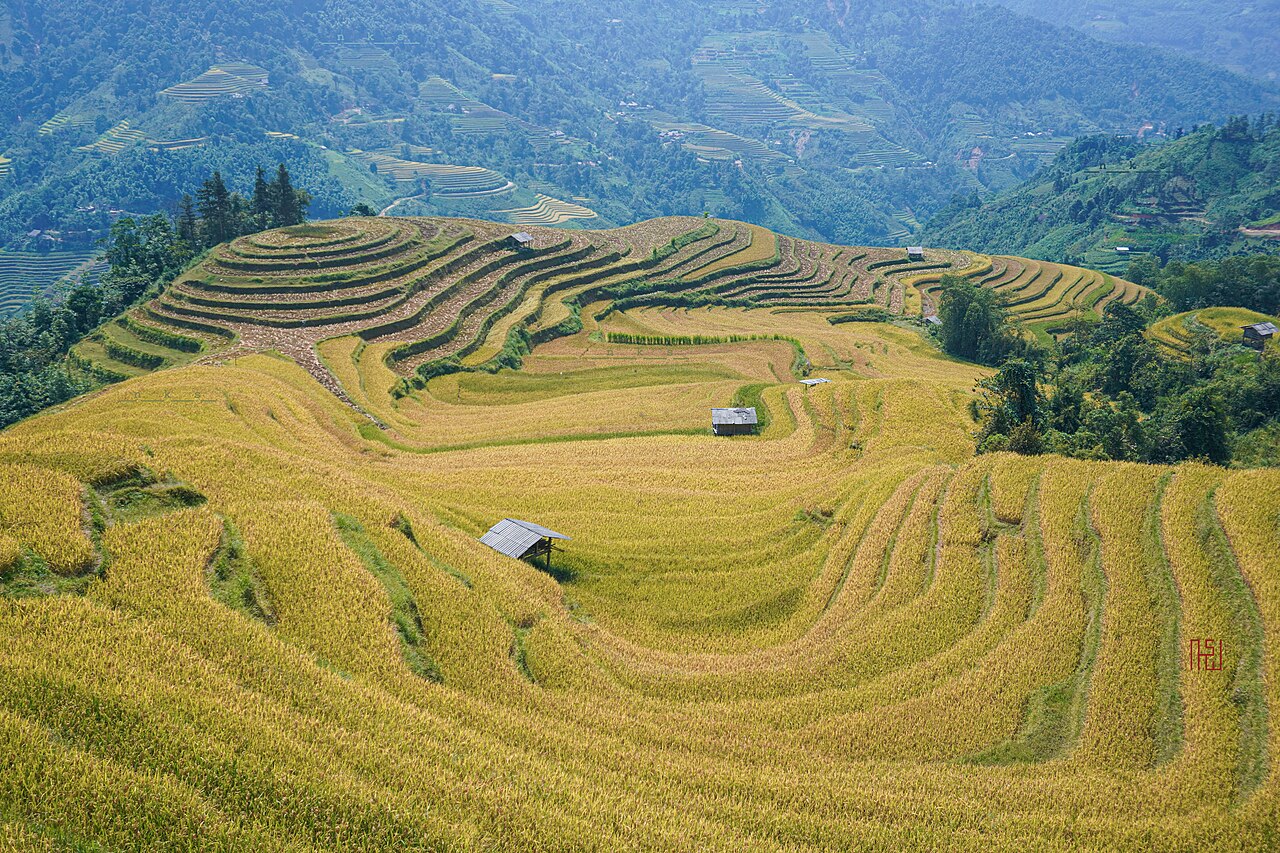 Ruộng bậc thang Hoàng Su Phì mùa lúa chín