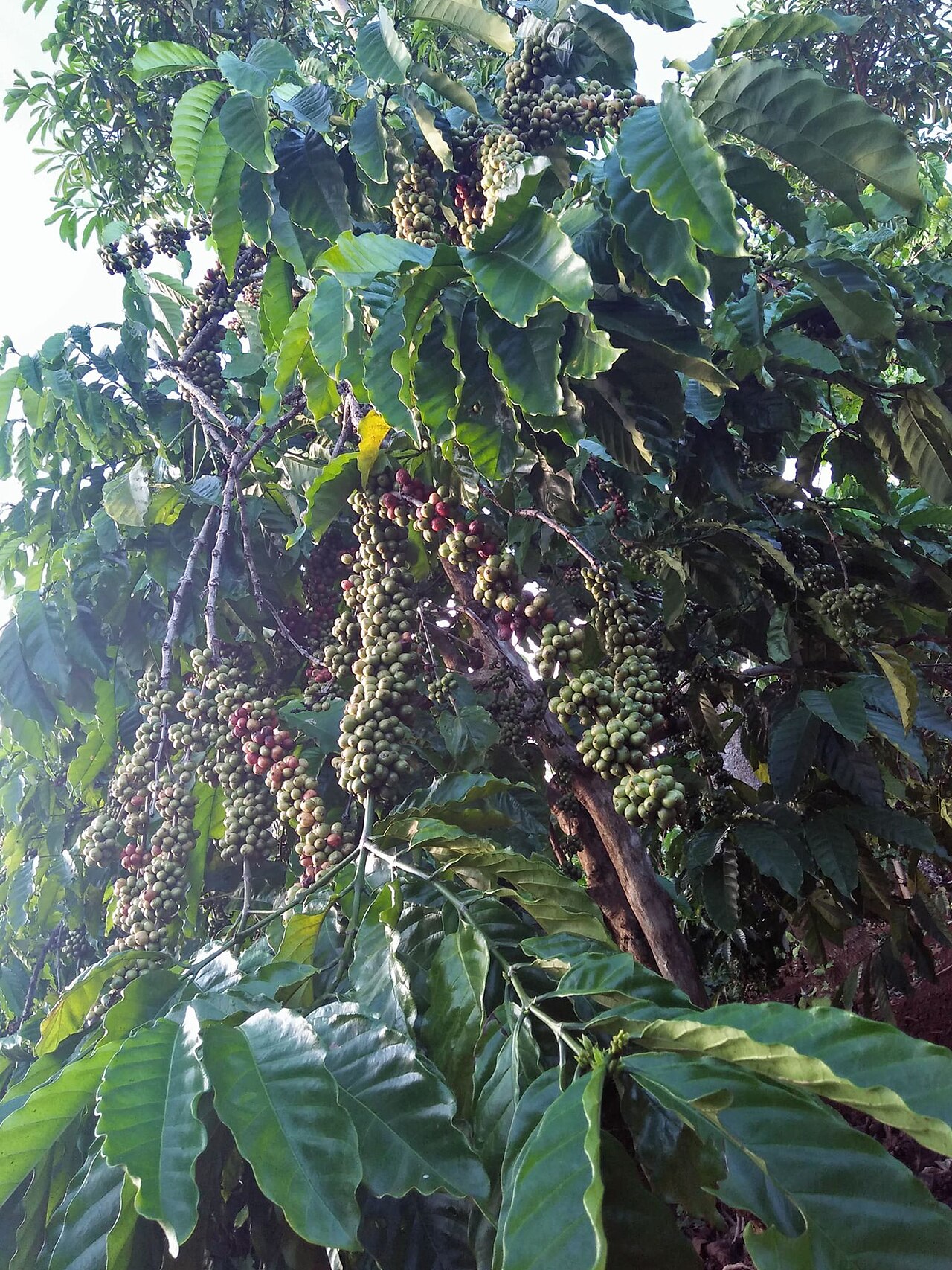 Chùm quả cà phê chín đỏ