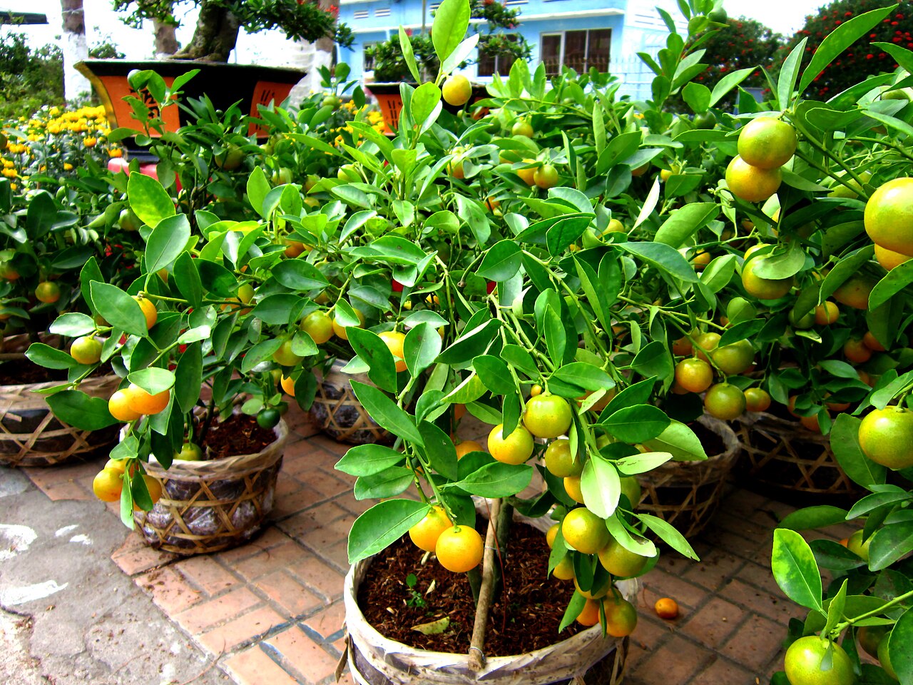 Cây quất ngày Tết