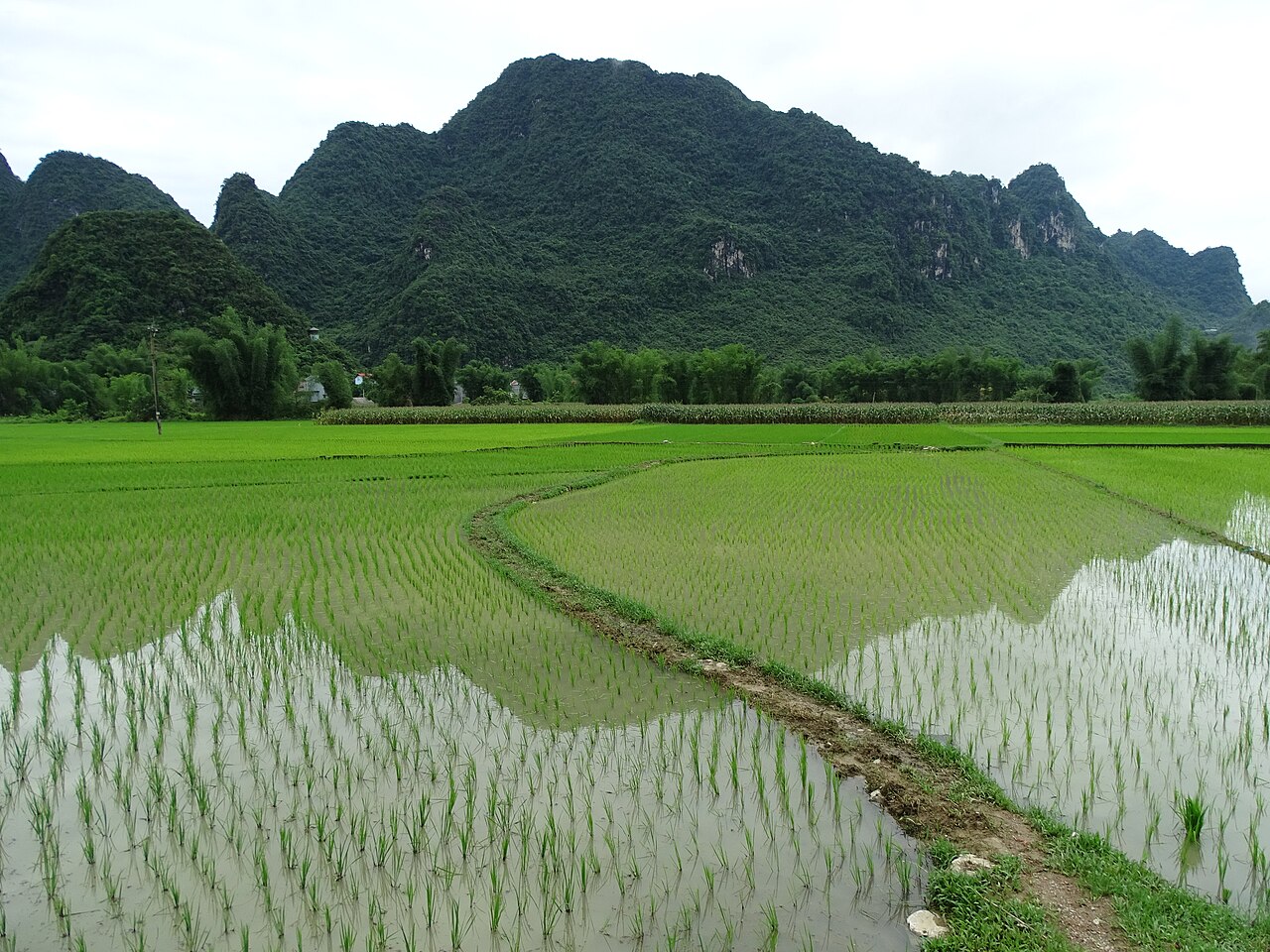 Cánh đồng và núi đá vôi quanh khu vực động Ngườm Ngao