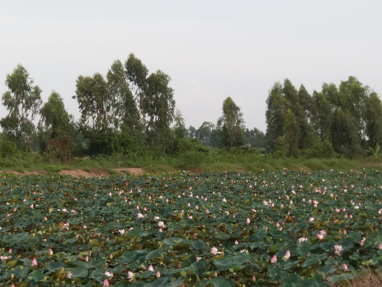 Đồng sen Tháp Mười