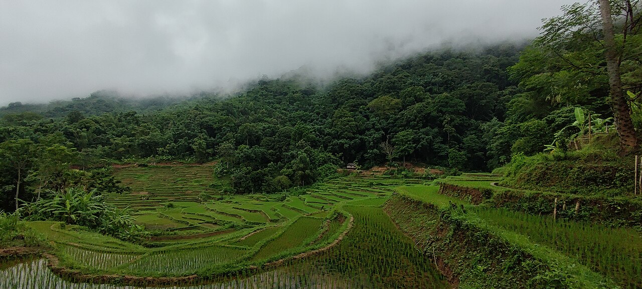 Cánh đồng lúa xanh mướt ở Mai Châu