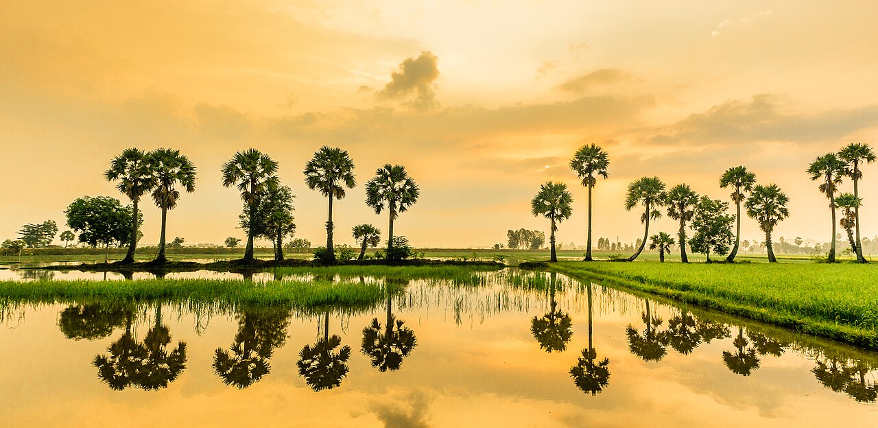 Hàng thốt nốt soi bóng trên cánh đồng An Giang