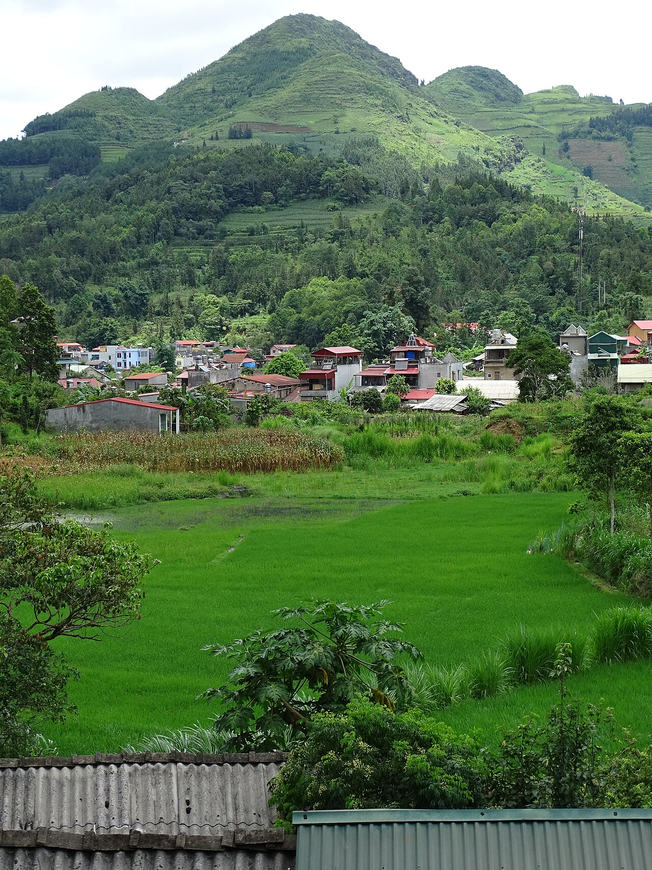 Cánh đồng lúa xanh ở Bắc Hà