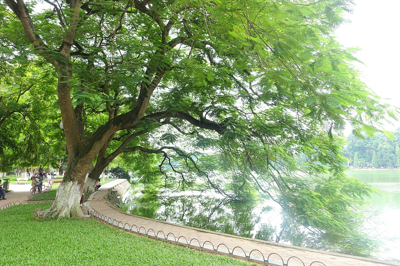 Hàng cây cổ thụ ven hồ Hoàn Kiếm