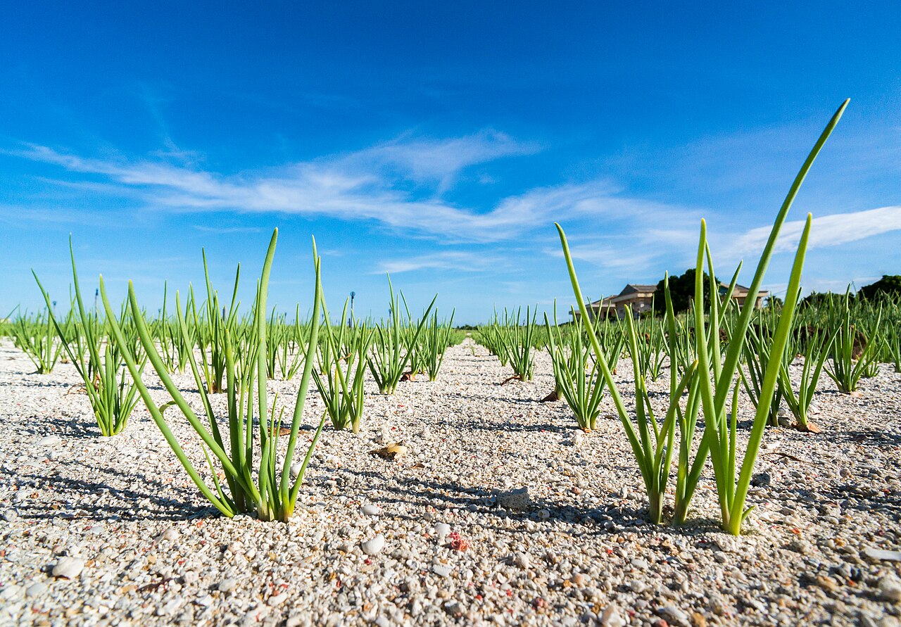 Green garlic fields on white sand in Ly Son