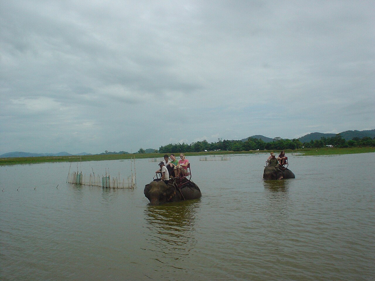Voi đi qua hồ Lắk