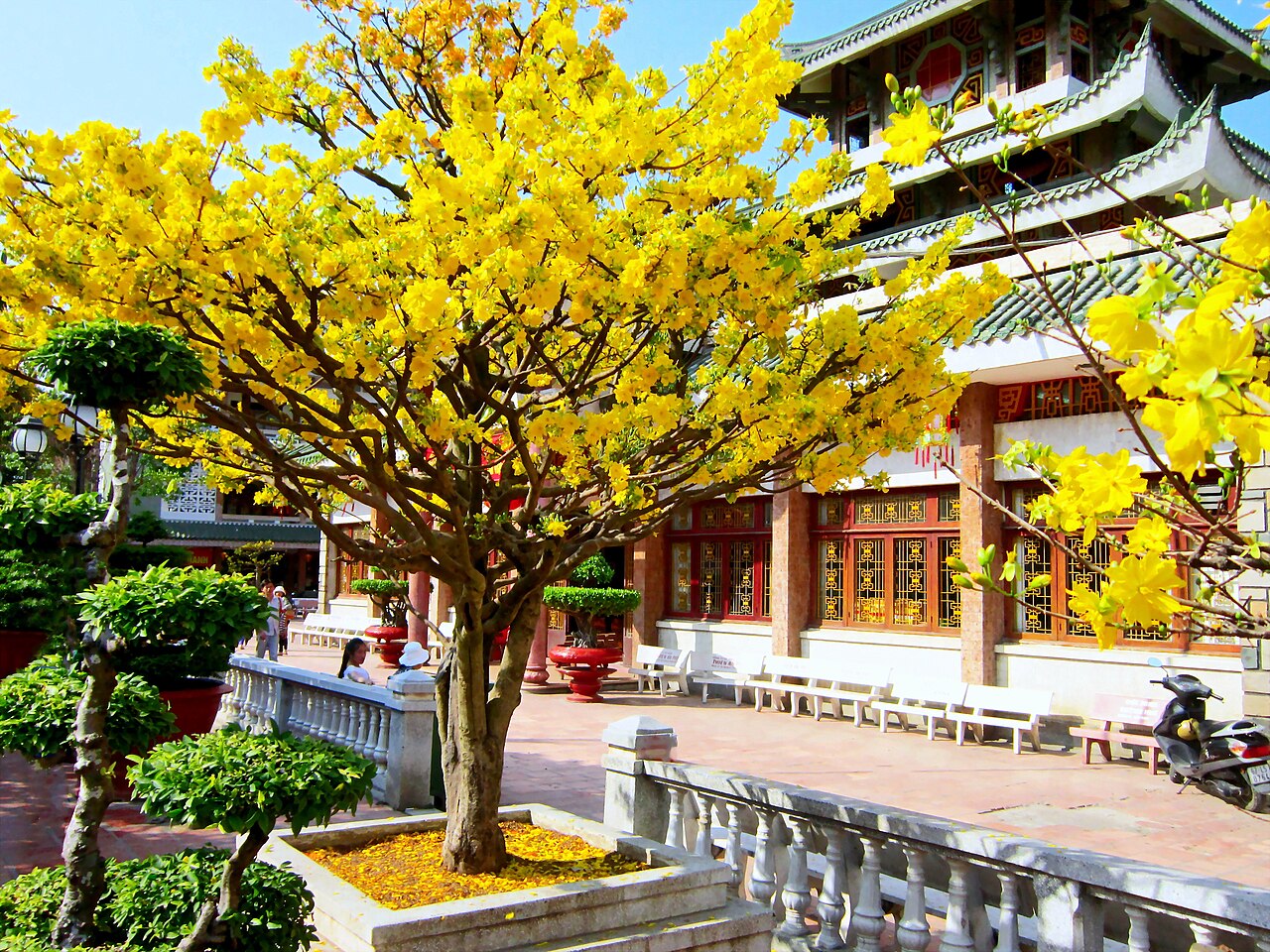 Cây mai vàng ngày Tết