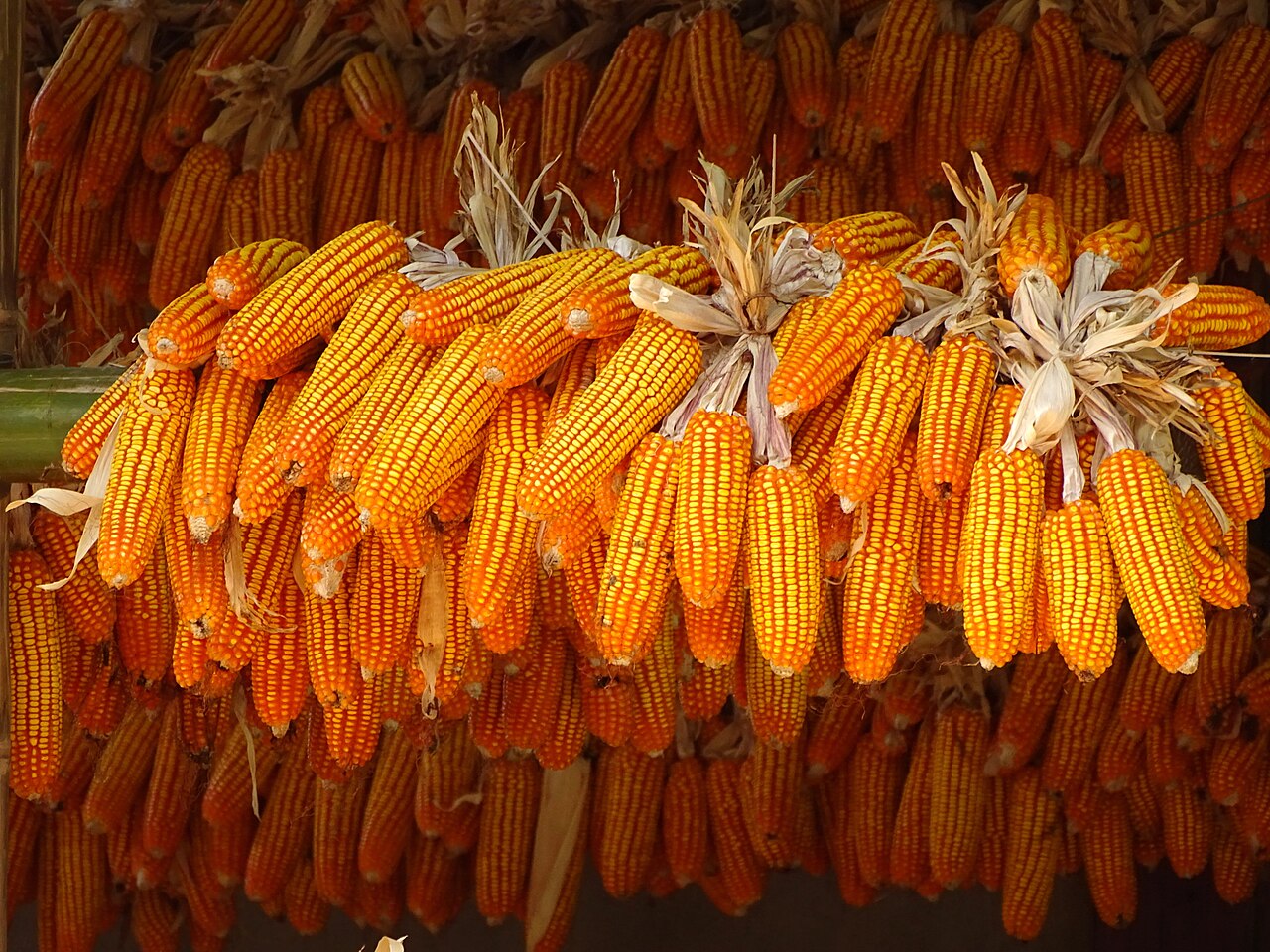Ngô phơi trước hiên nhà ở Bắc Sơn