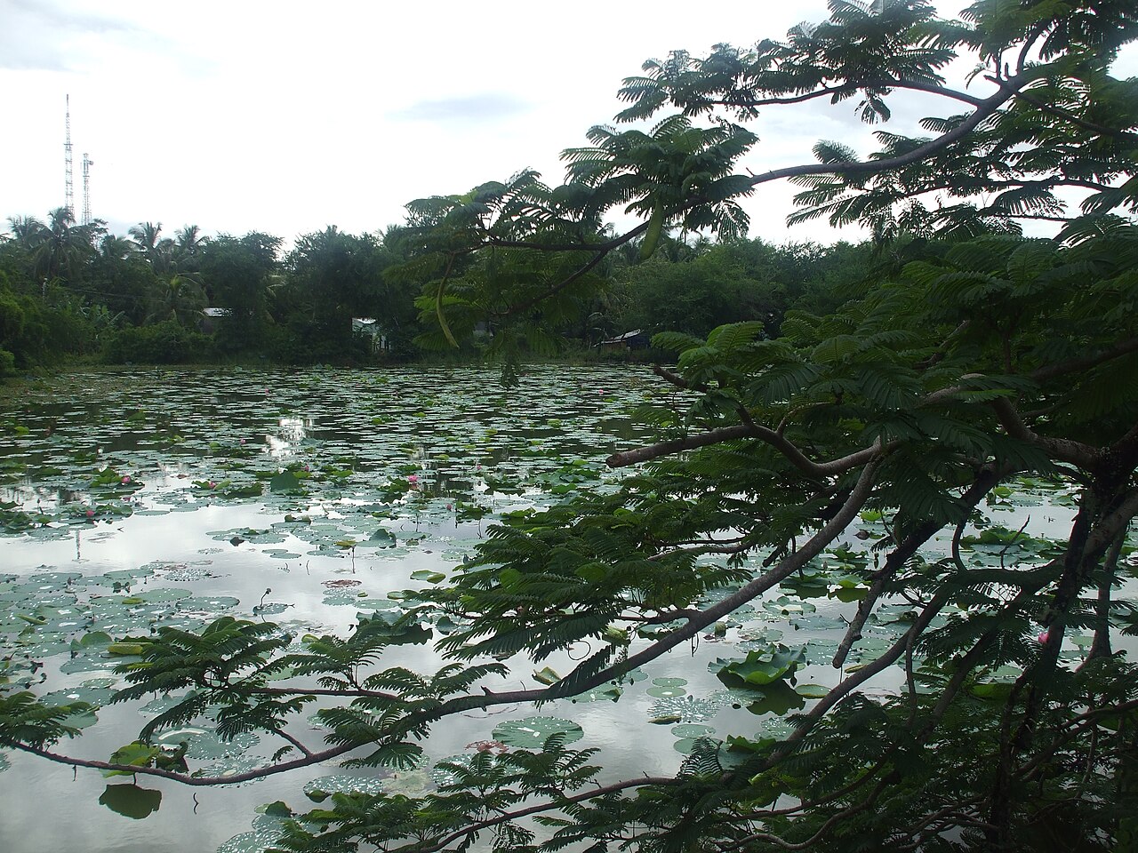 Hồ sen dưới chân núi Bình San