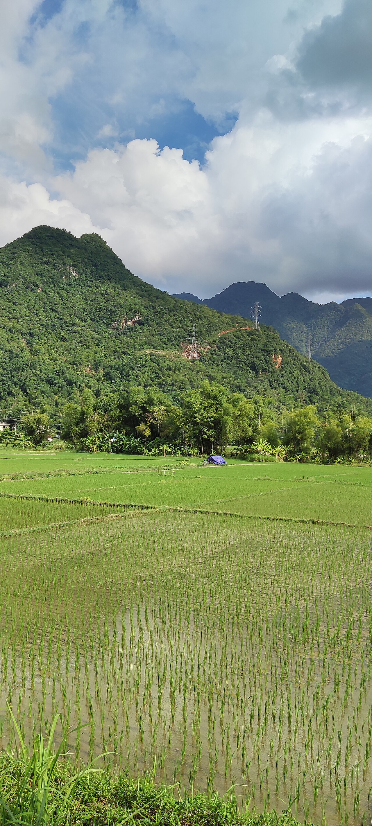 Núi đá vôi bao quanh cánh đồng Mai Châu