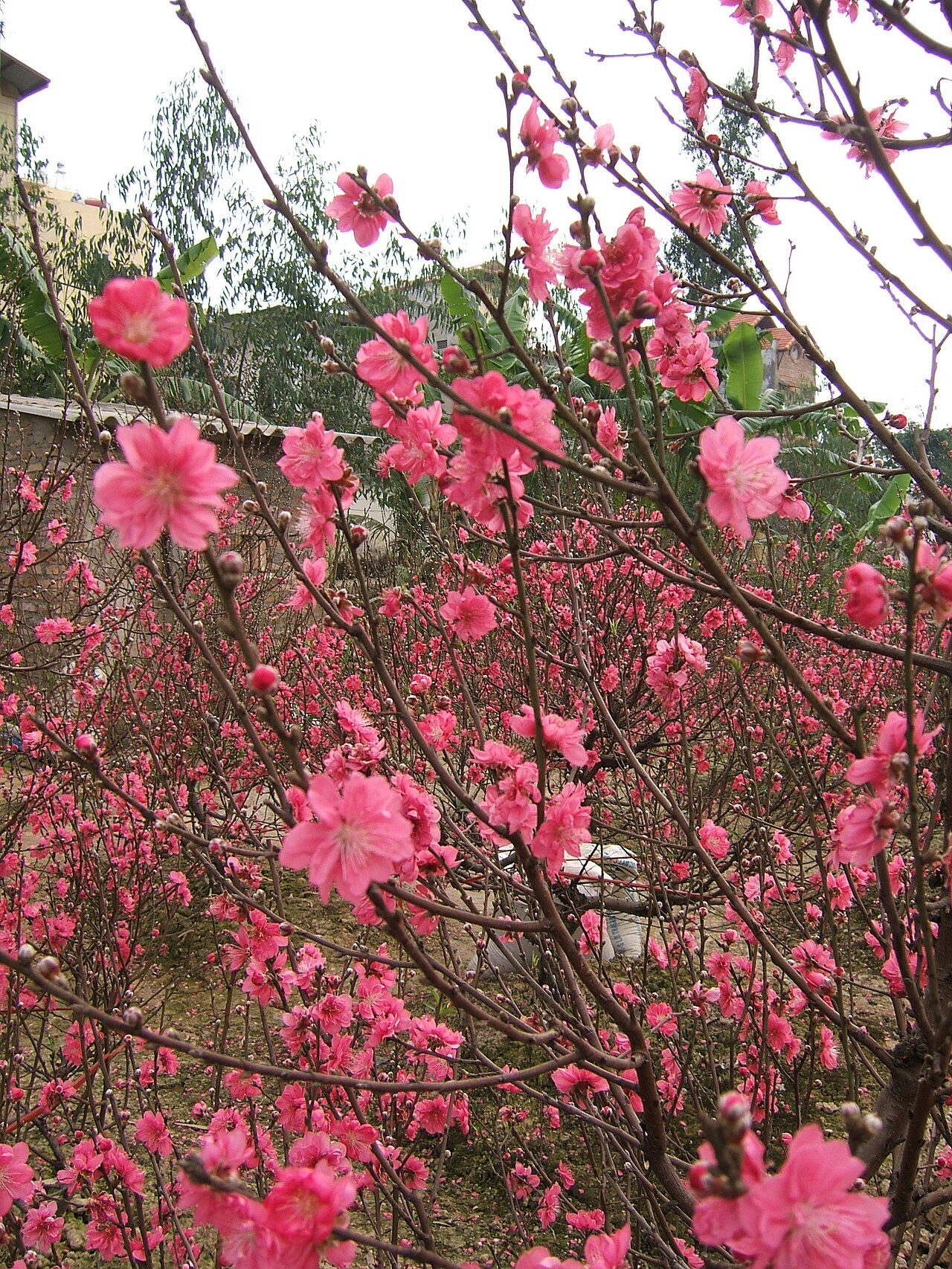 Hoa đào Nhật Tân