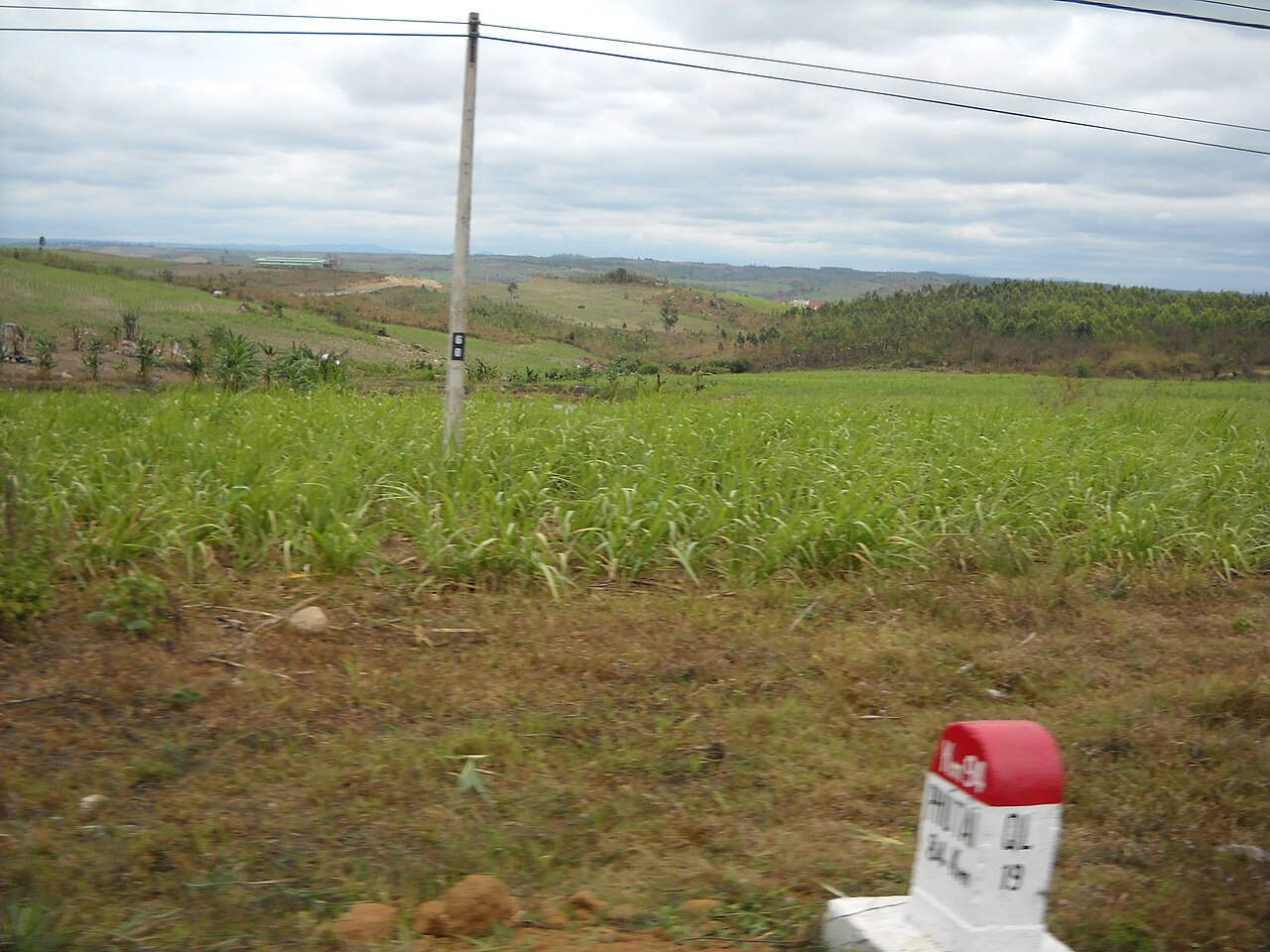Cánh đồng trên cao nguyên Pleiku