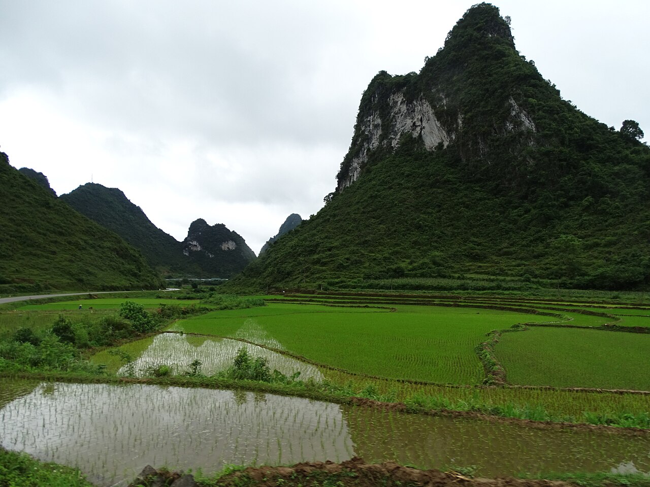 Cánh đồng lúa và núi đá vôi ở Cao Bằng