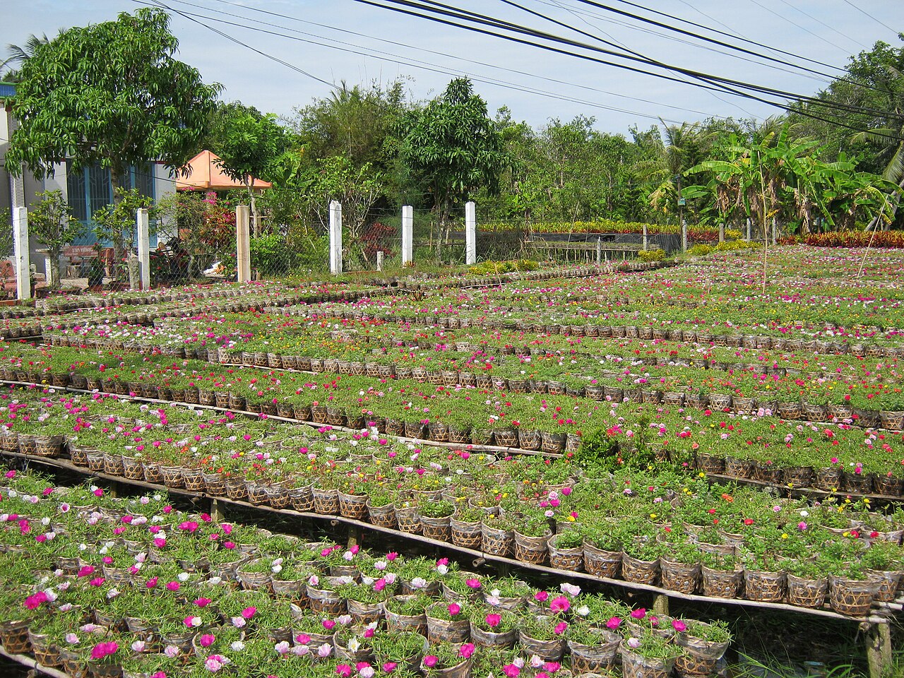 Hoa ở làng hoa Sa Đéc