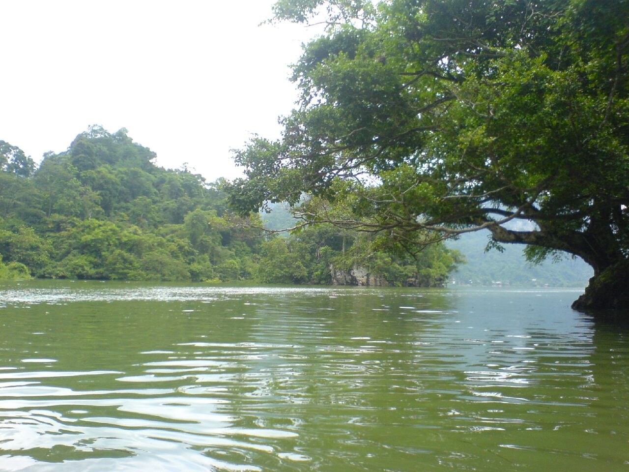 Cây cổ thụ bên bờ hồ Ba Bể