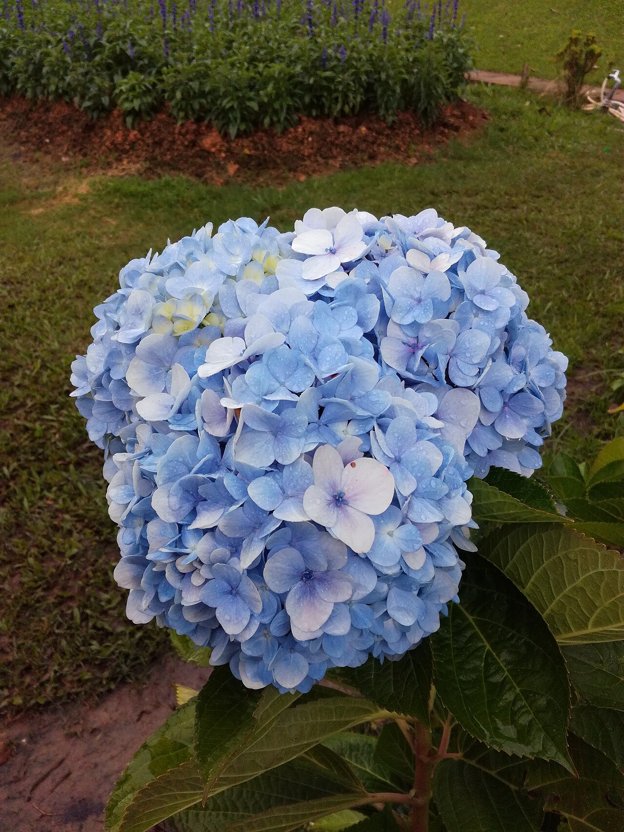 Vườn hoa thành phố Đà Lạt