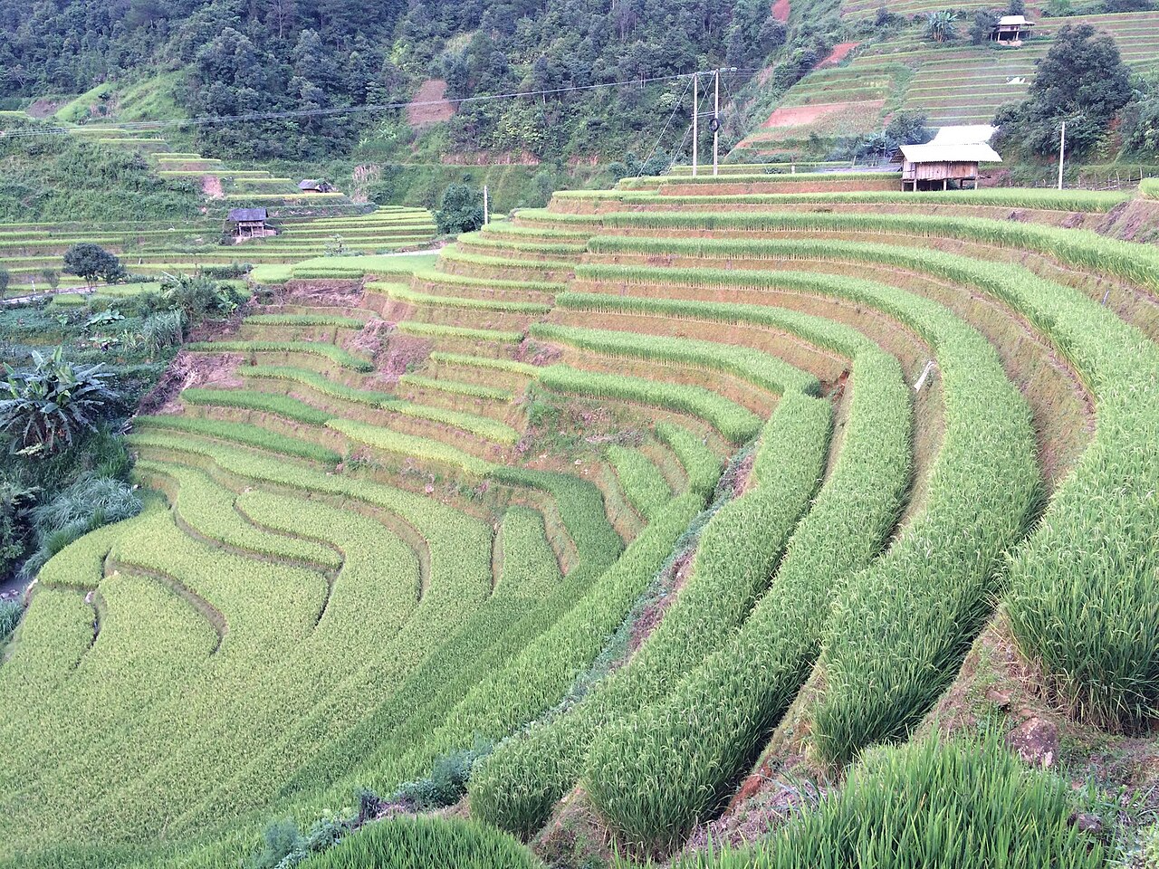 Những thửa ruộng ở Chế Cu Nha