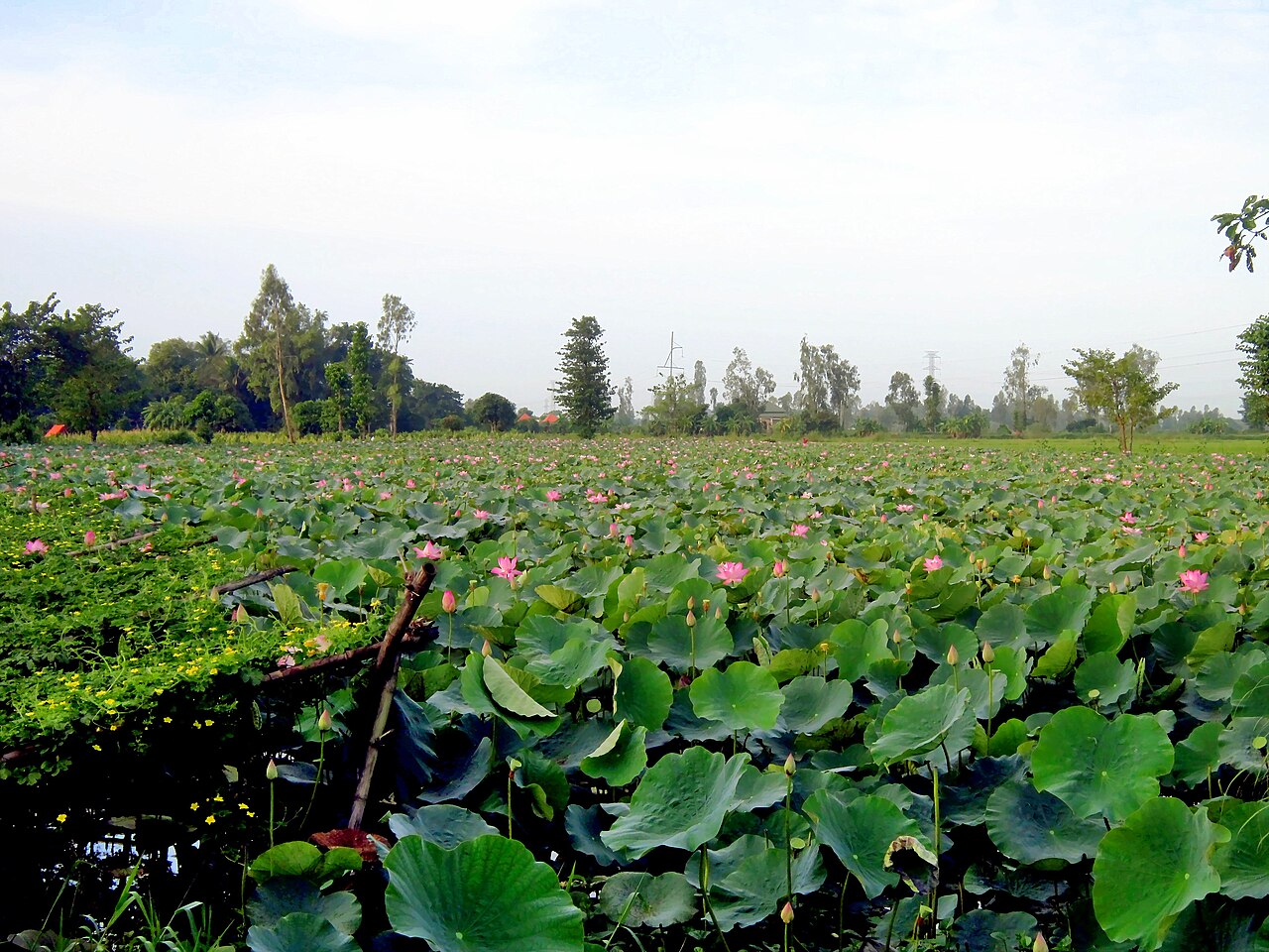Cánh đồng sen xanh ở Đồng Tháp