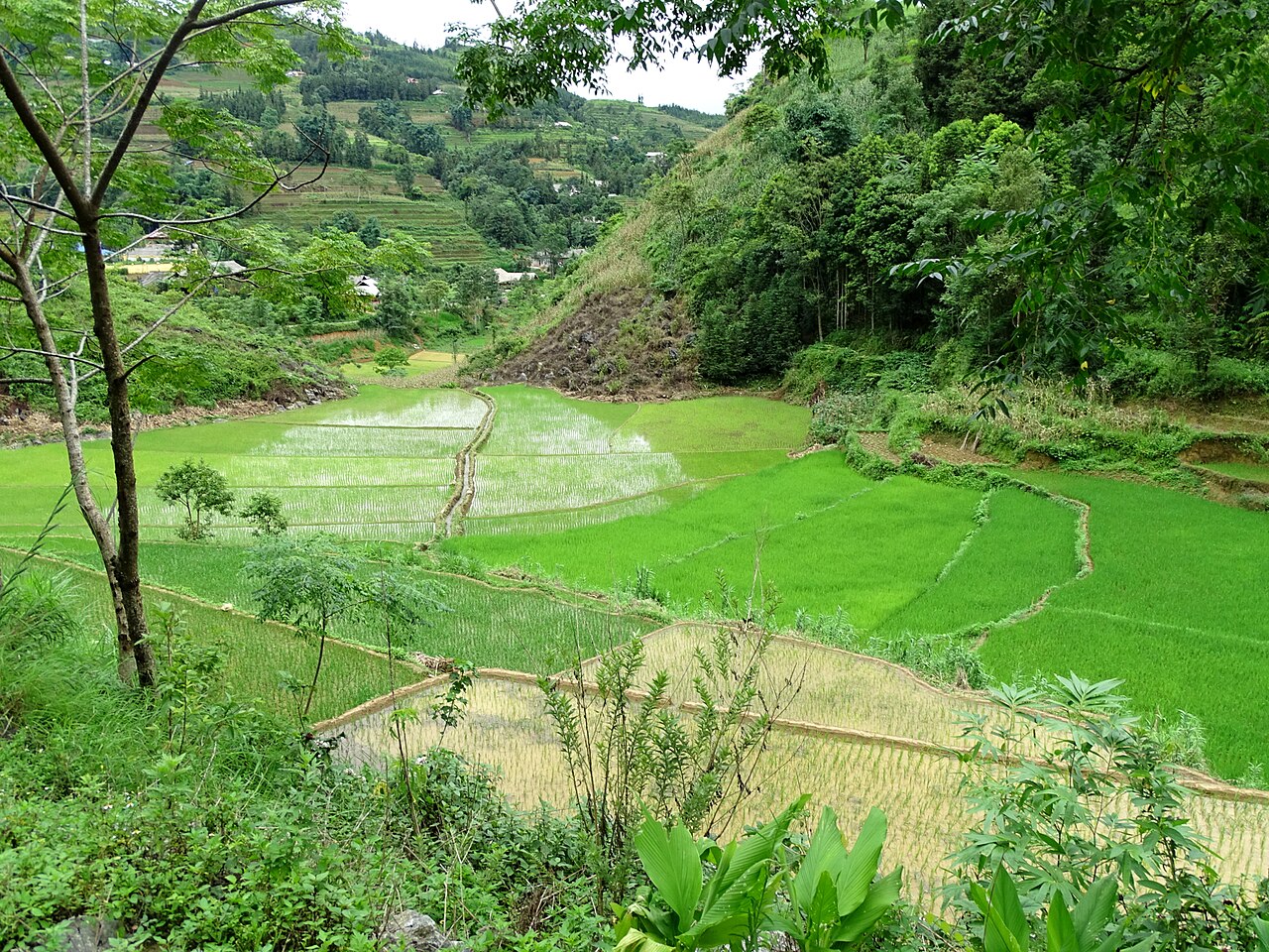 Thửa ruộng giữa núi đồi Bắc Hà