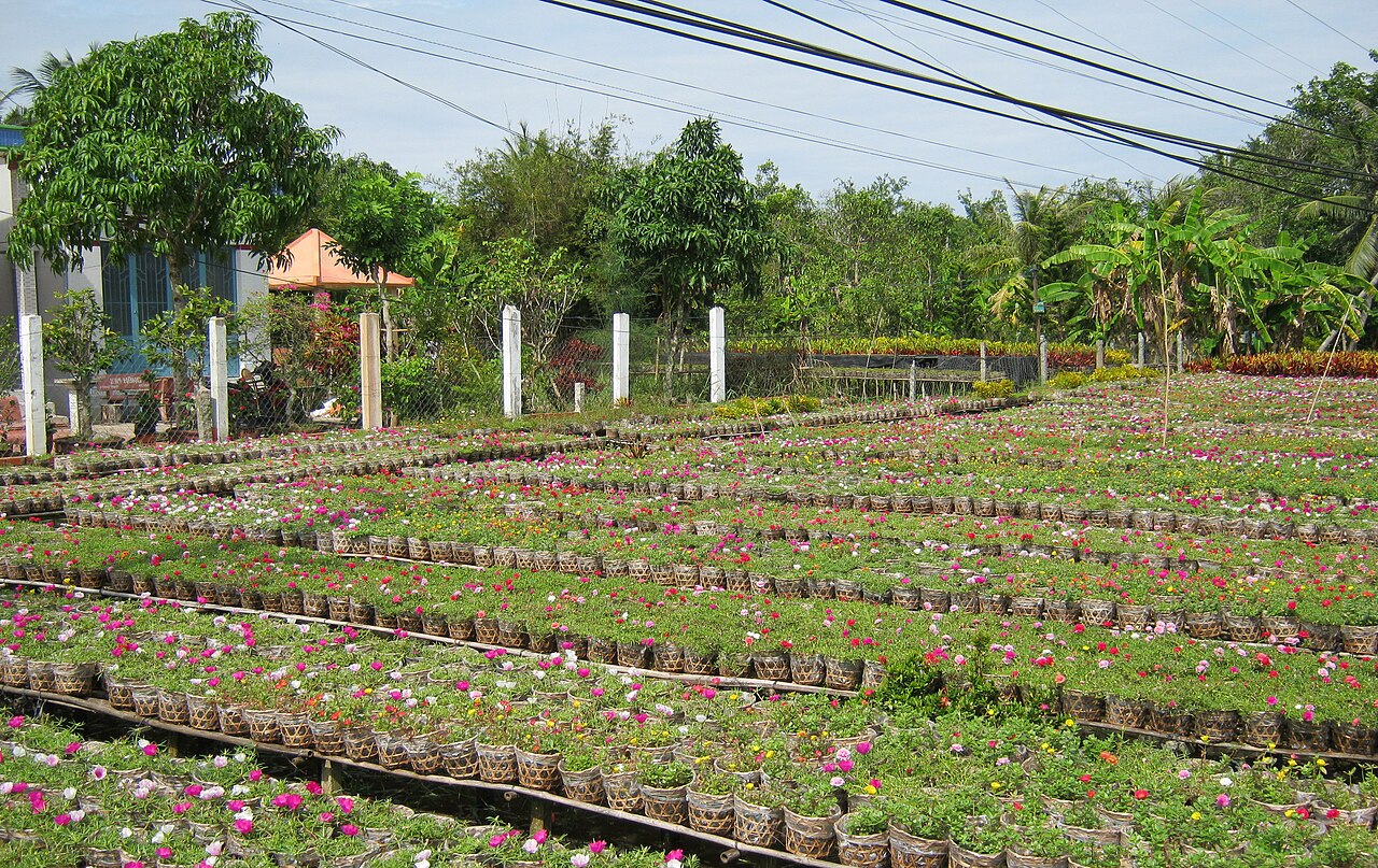 Những luống hoa trên giàn cao ở Sa Đéc